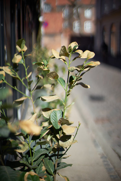 Voigtlander 50mm f1.1 Nokton - Leica M