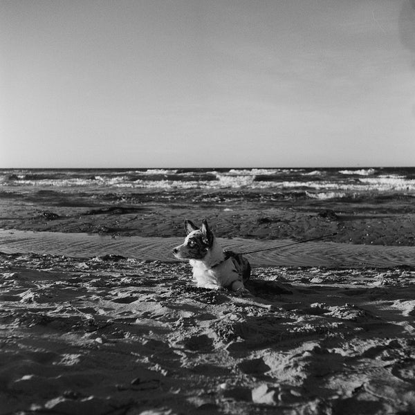 Rolleiflex - Frankenflex TLR - serviced and test shot October 2026