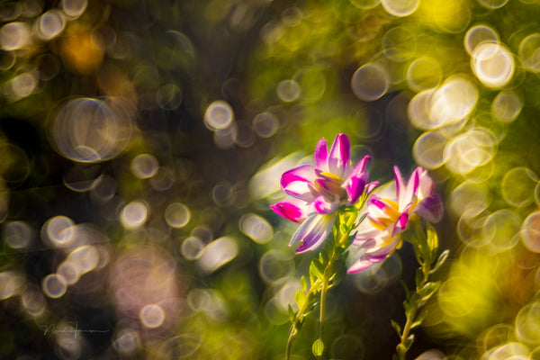 Meyer-Optik Görlitz 100mm f2.8 Trioplan - Exakta mount - cl'a January 2026