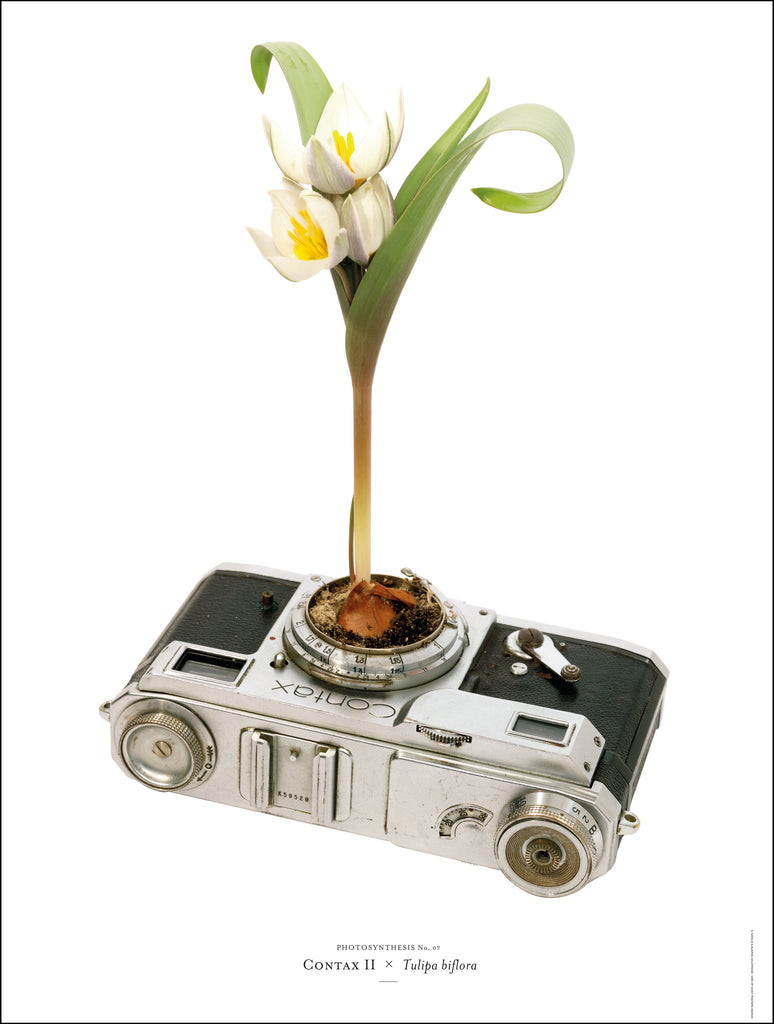 Photosynthesis no 07 - Contax II x Tulipa biflora - A2 POSTER