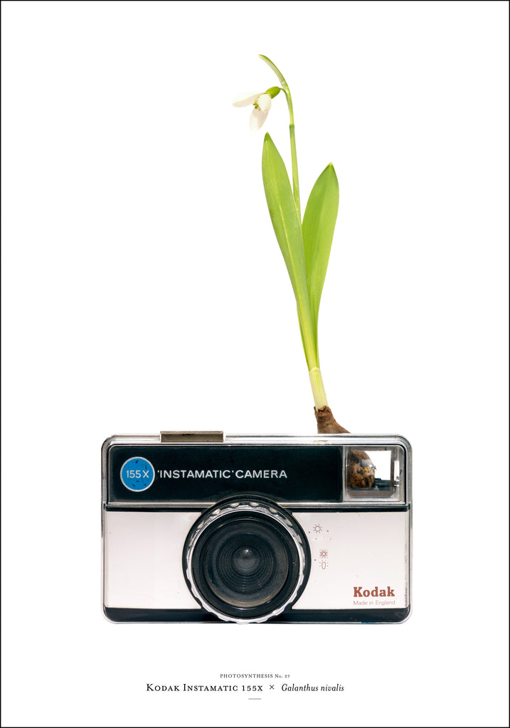 Photosynthesis no 27 - Kodak Instamatic x Galanthus nivalis - 70x100 POSTER